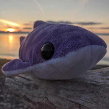 Picture of a plush purple whale shark; linked to shop